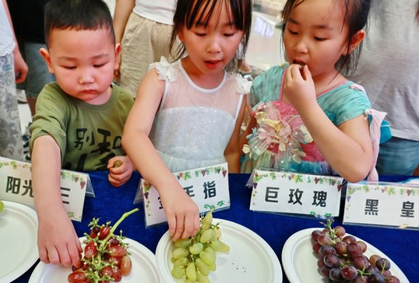 配资炒股平台配资 在上海郊区，他种出的葡萄连获12个全国金奖，带动农民亩产值最高超10万元