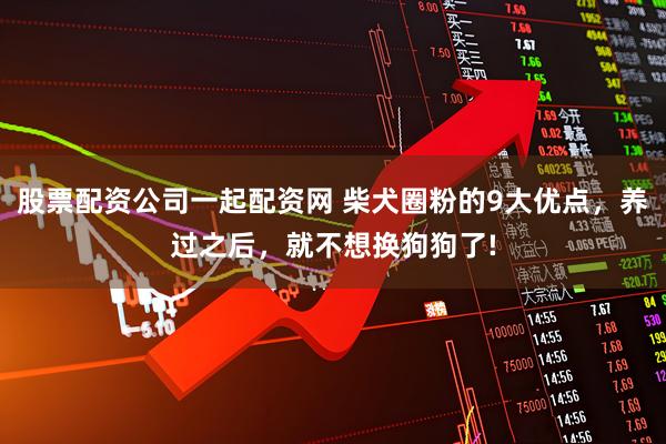 股票配资公司一起配资网 柴犬圈粉的9大优点，养过之后，就不想换狗狗了!