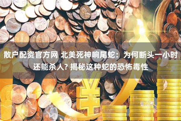 散户配资官方网 北美死神响尾蛇：为何断头一小时还能杀人? 揭秘这种蛇的恐怖毒性